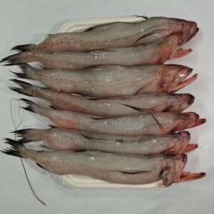 Bombil / Bombay Duck