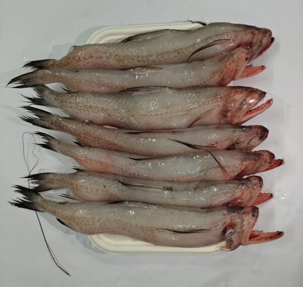 Bombil / Bombay Duck