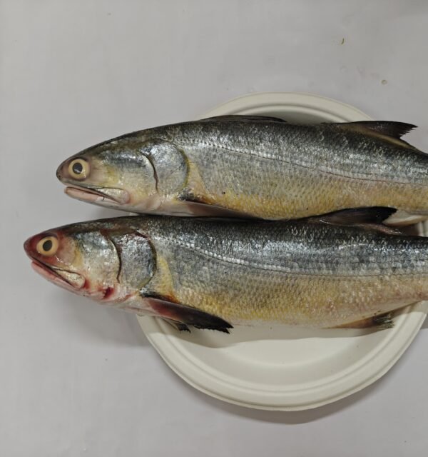Rawas / Indian Salmon