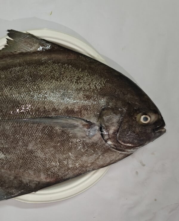 Halwa / Black Pomfret