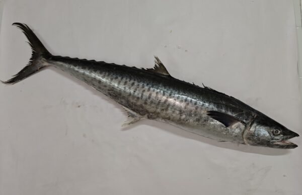 Surmai / King Fish