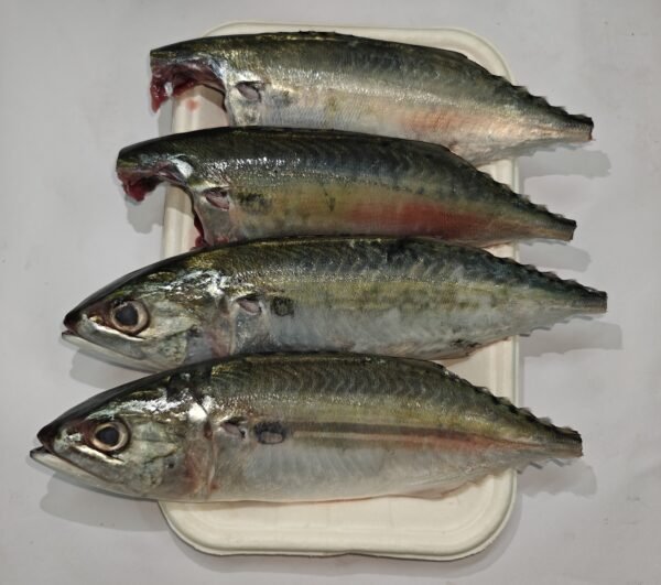 Bangda / Mackerel