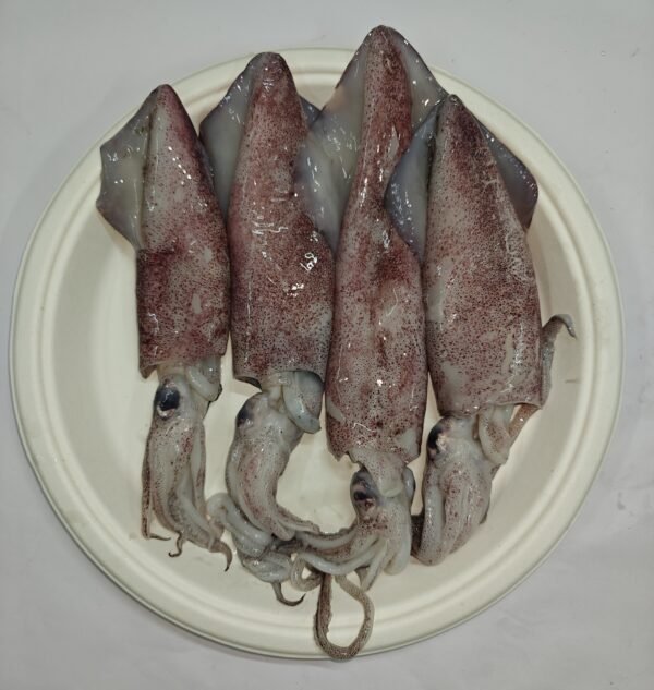 Squid