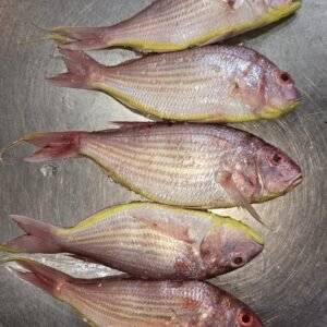 Rani Fish / Pink Perch
