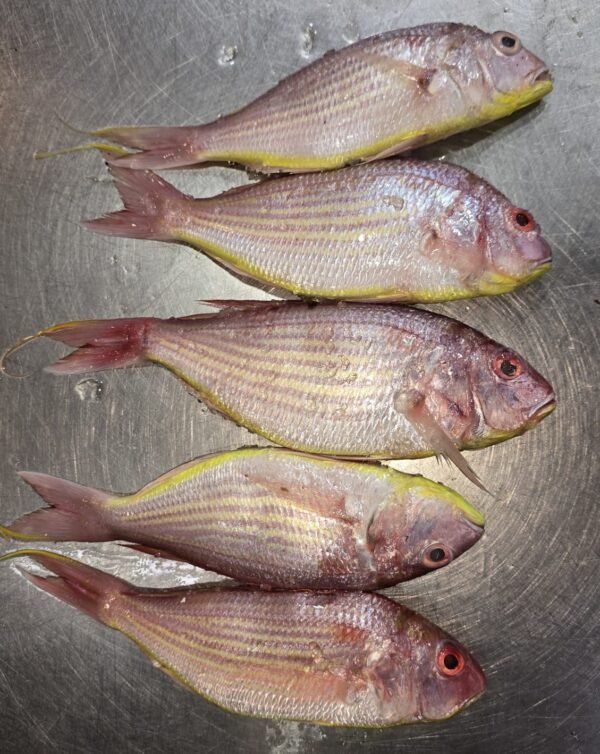 Rani Fish / Pink Perch