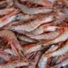 Prawns Medium Size