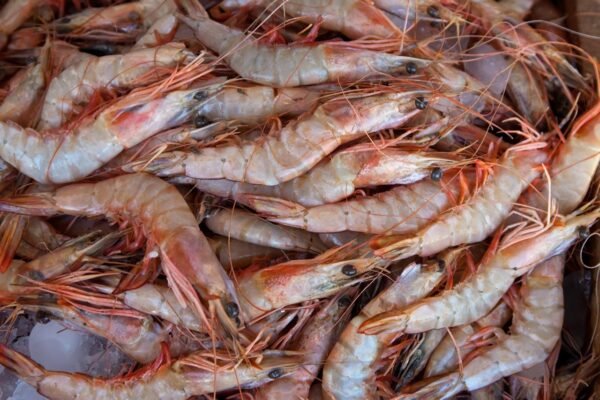 Prawns Medium Size